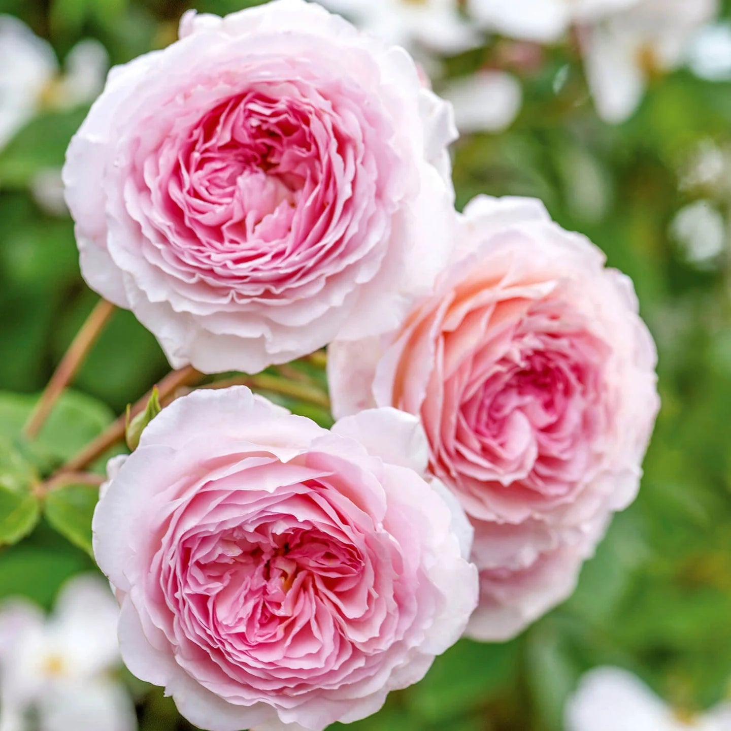 James Galway® English Rose (2 Gallon)