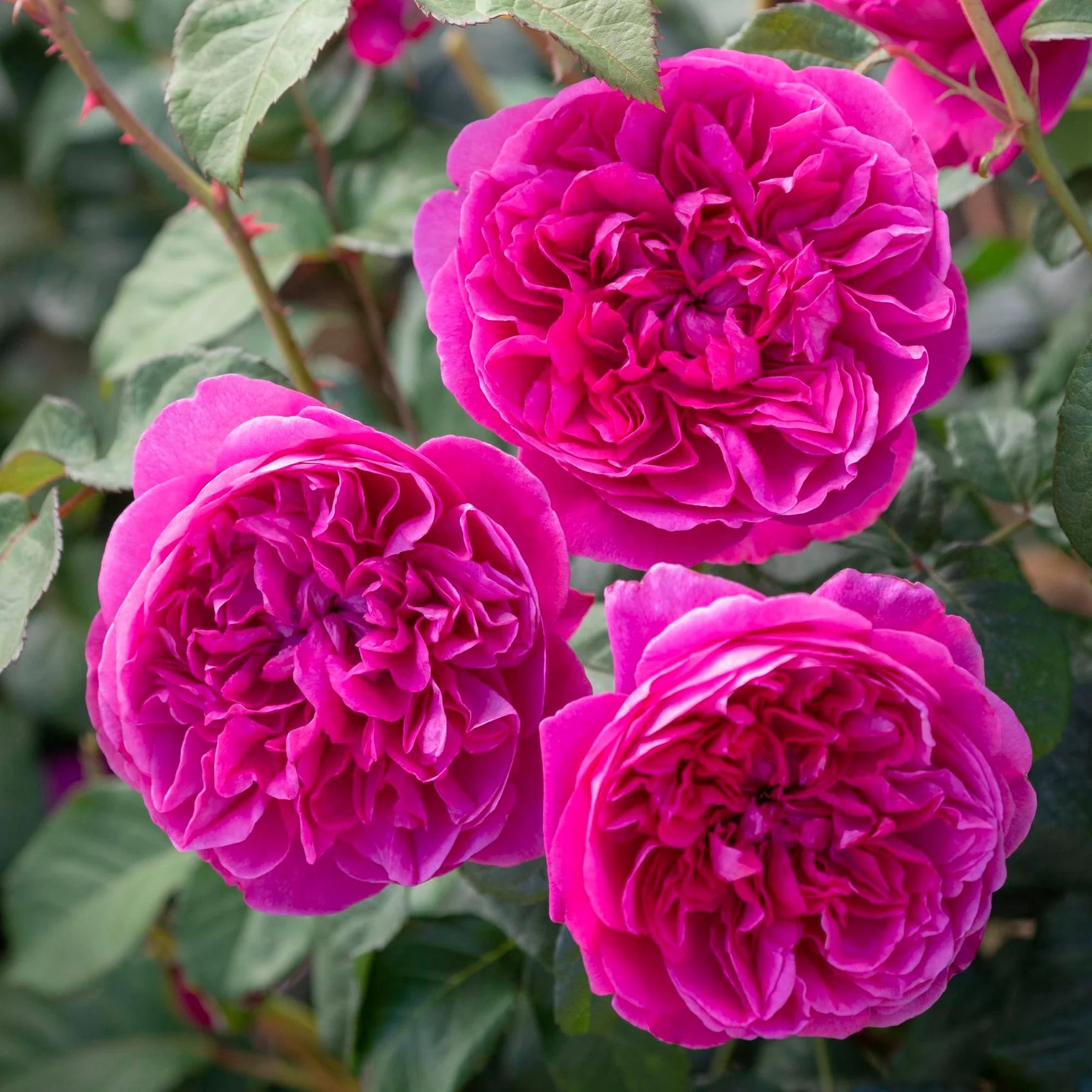 James L Austin® English Rose (2 Gallon)