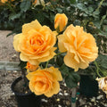 Julia Child™ Rose (5 Gallon)