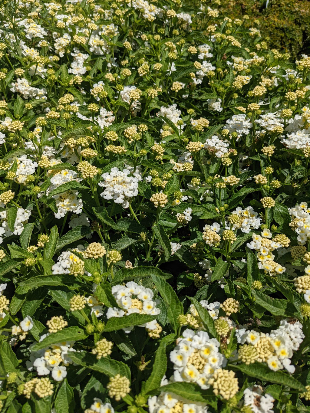 Lantana camara Shamrock™ 'White' (1 Gallon)