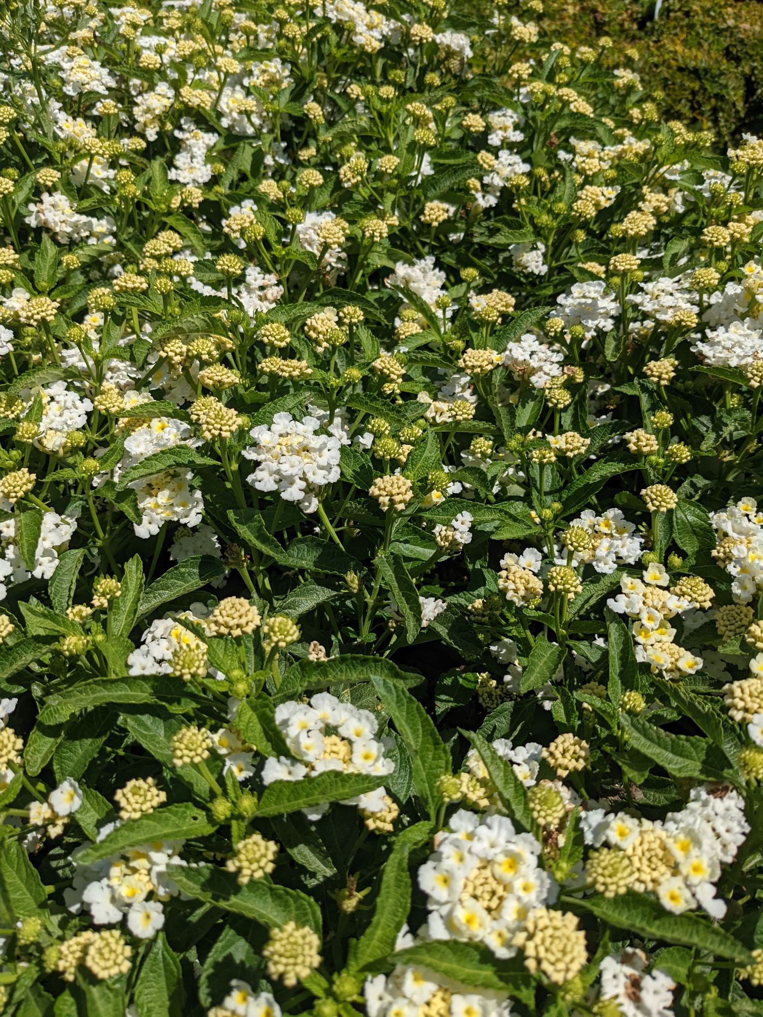 Lantana camara Shamrock™ 'White' (1 Gallon)