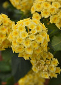 Lantana camara Shamrock™ 'Butterscotch Glow' (1 Gallon)
