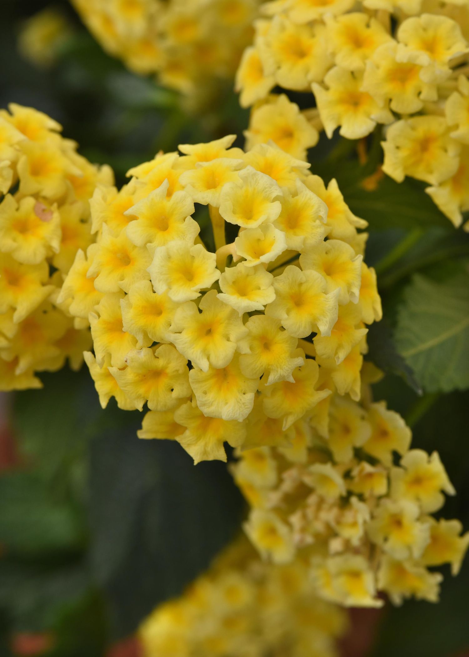 Lantana camara Shamrock™ 'Butterscotch Glow' (1 Gallon)
