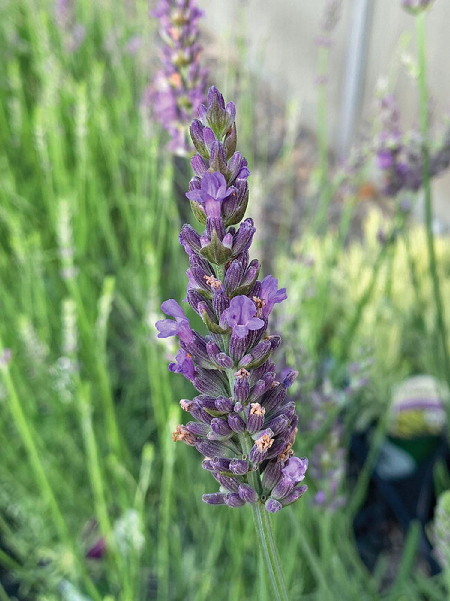 Lavender intermedia 'Sensational!™'
