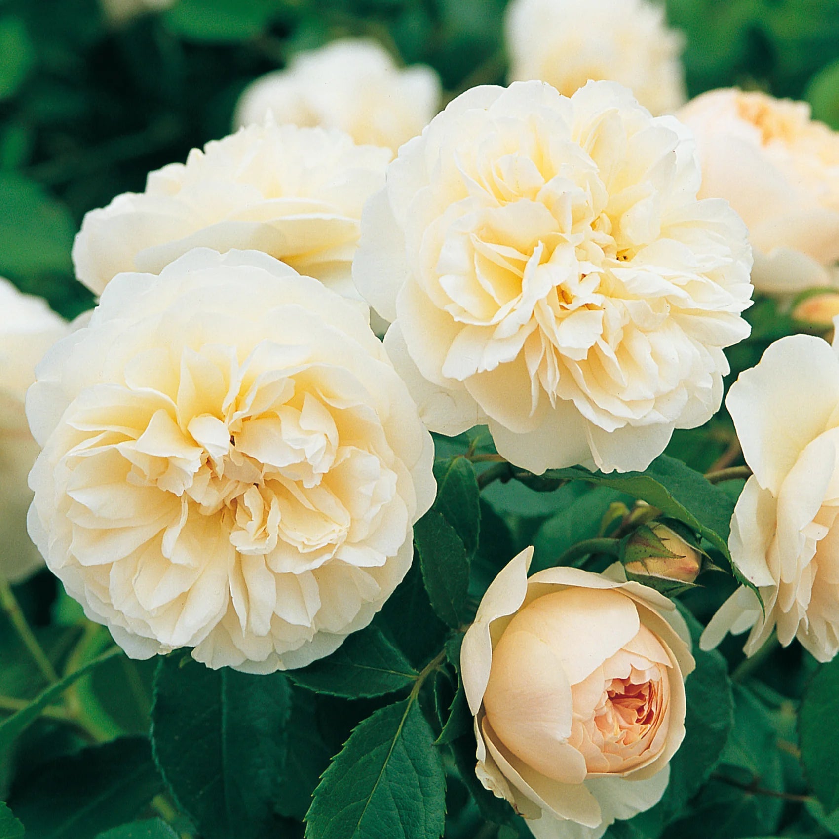 Lichfield Angel® English Rose (2 Gallon)