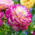 Life of the Party™ Rose (5 Gallon)