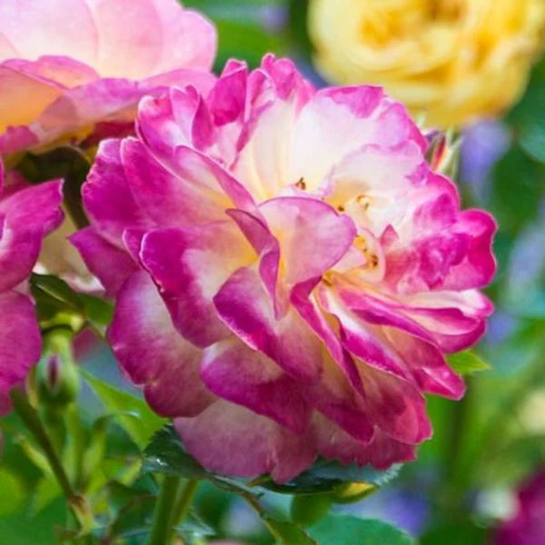 Life of the Party™ Rose (5 Gallon)