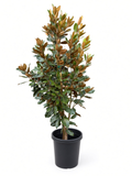 Magnolia grandiflora 'Little Gem' (15 Gallon)