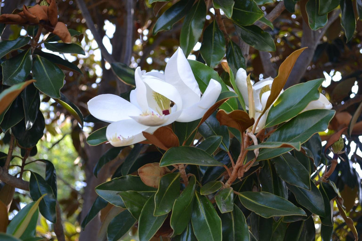 Magnolia grandiflora 'Little Gem' (15 Gallon)