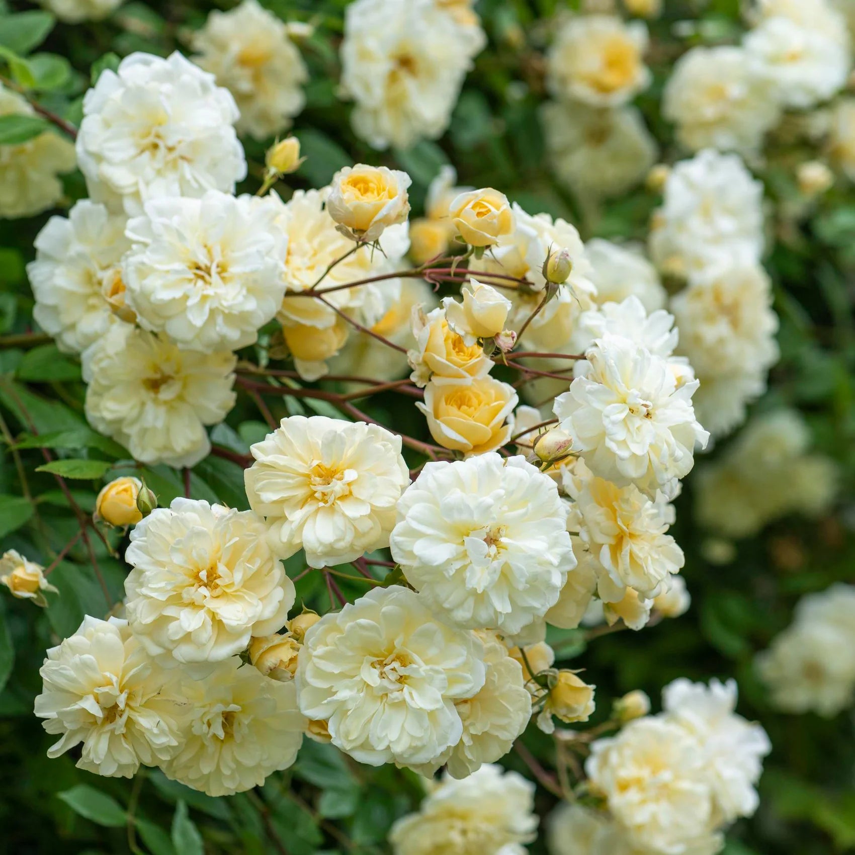 Malvern Hills® – climbing English Rose (2 Gallon)