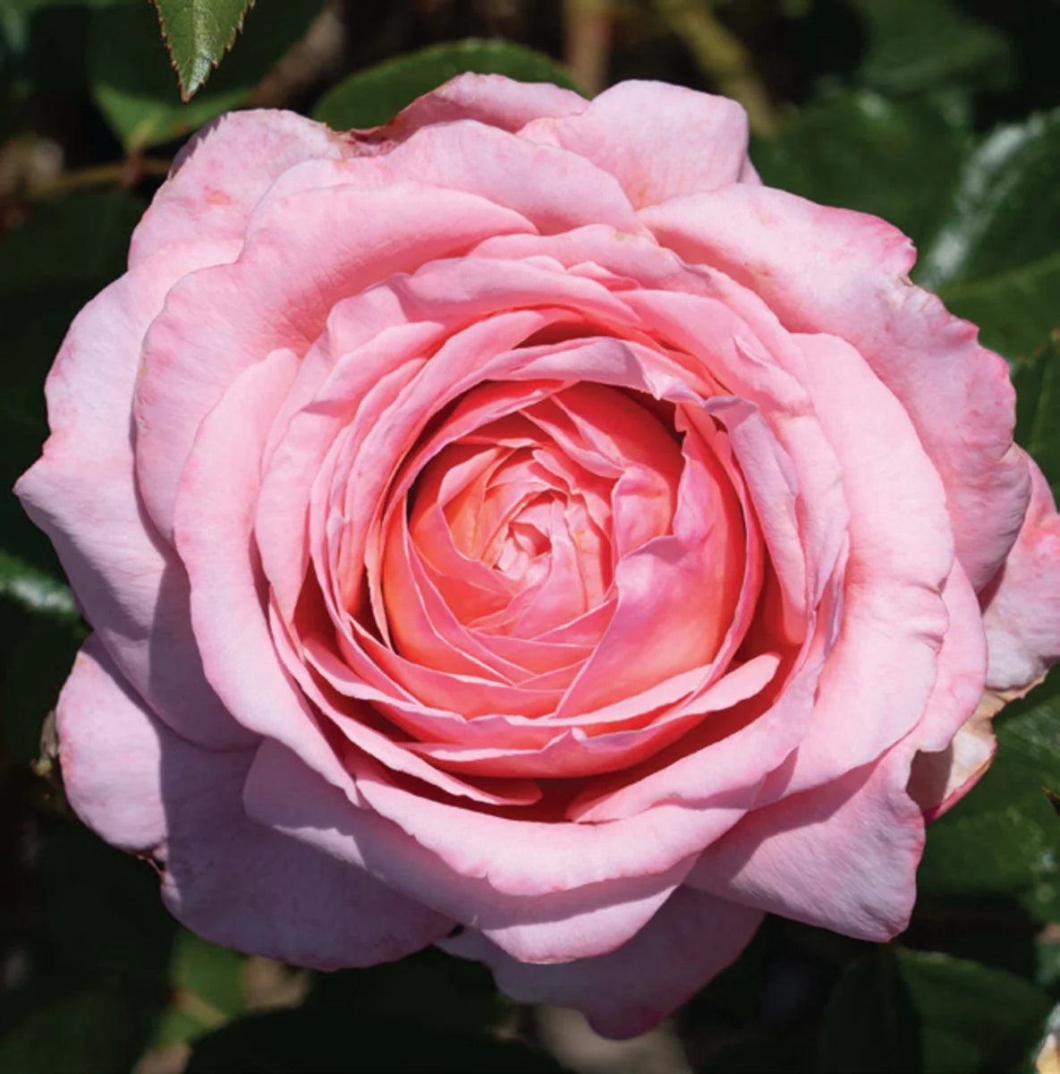 Martha Stewart™ Rose (5 Gallon)