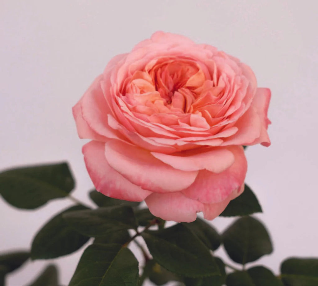 Martha Stewart™ Rose (5 Gallon)