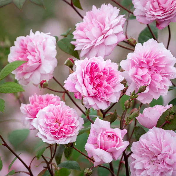 Mary Delany® Climbing English Rose (5 Gallon)