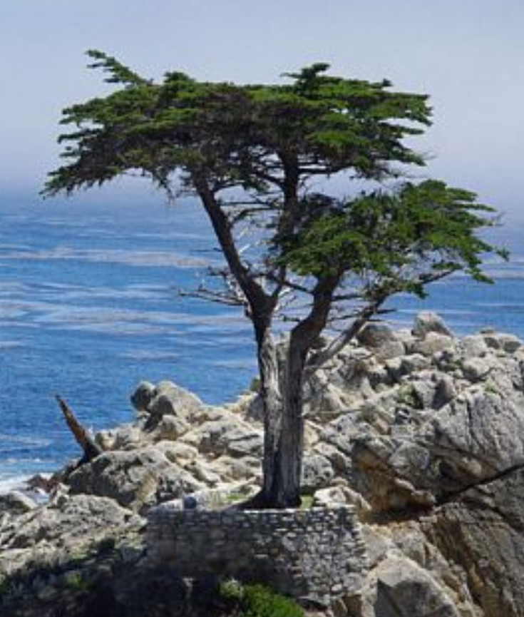 Hesperocyparis (Cupressus) macrocarpa (5 Gallon) Monterey Cypress