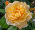 Moonlight Romantica® Rose (5 Gallon)