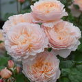 Moonlight in Paris™ Rose (5 Gallon)