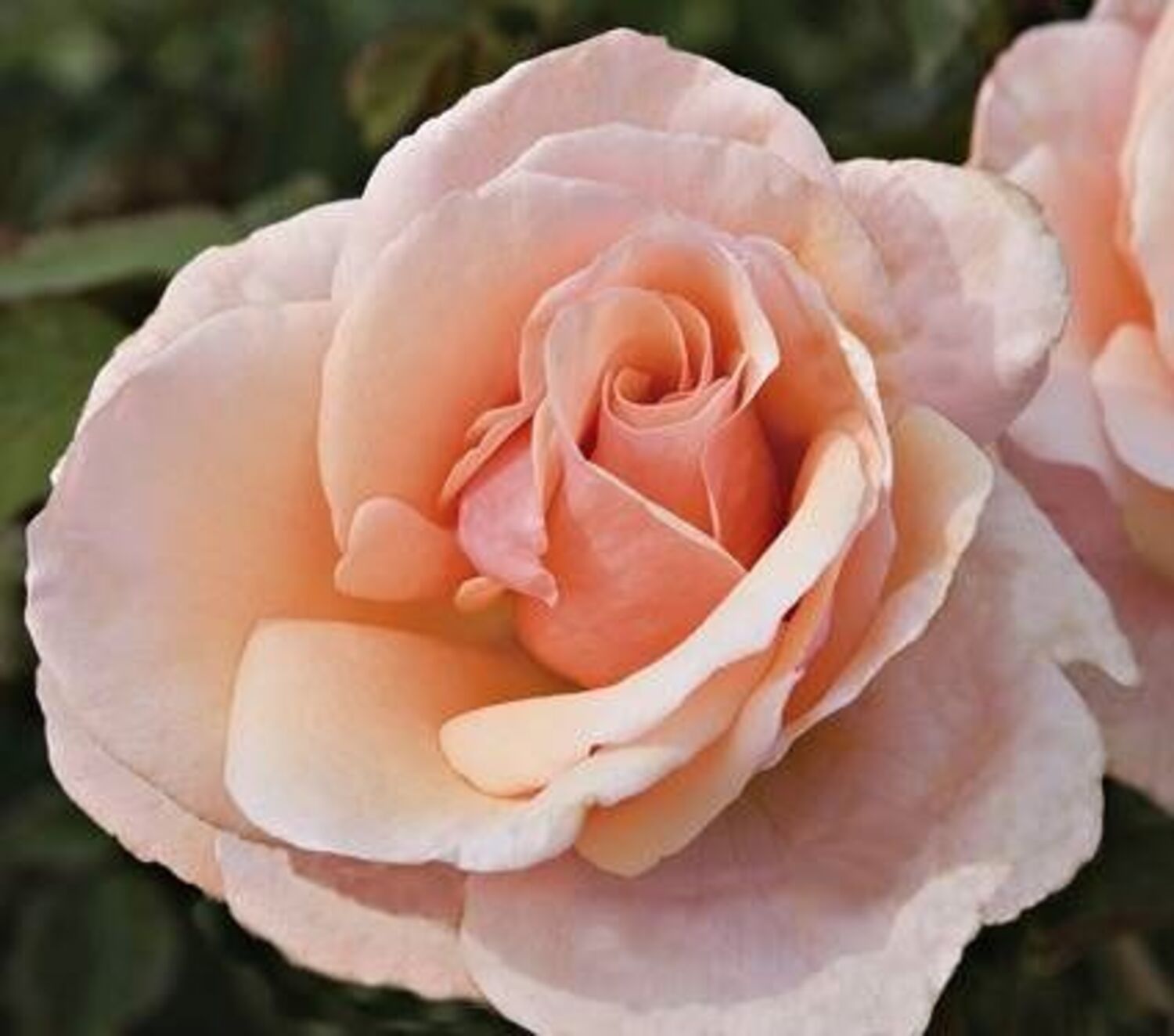 Mother of Pearl® Rose (5 Gallon)