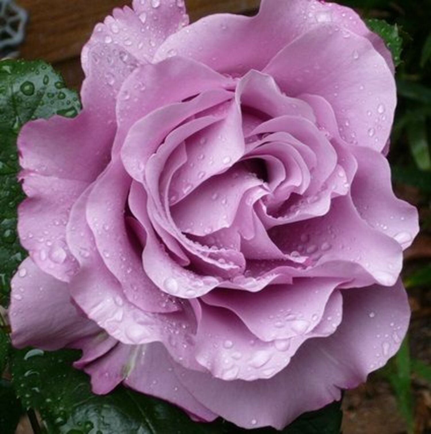 Neptune™ Rose (5 Gallon)