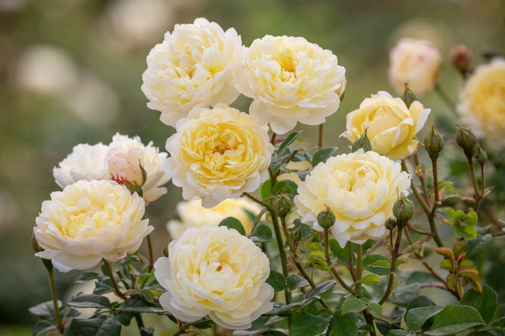 Nye Bevan English Rose (2 and 5 Gallon)