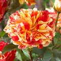 Oranges ‘n’ Lemons Rose (5 Gallon)