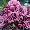 Plum Perfect™ Sunbelt® Rose (5 Gallon)