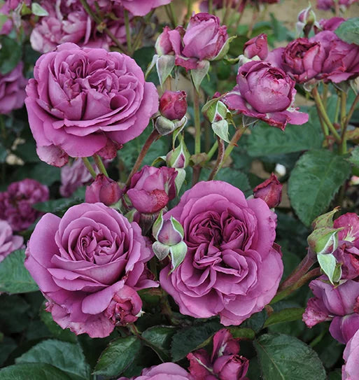 Plum Perfect™ Sunbelt® Rose (5 Gallon)