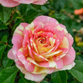 Pop Art™ Rose (5 Gallon)