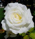 Pope John Paul II (5 Gallon)