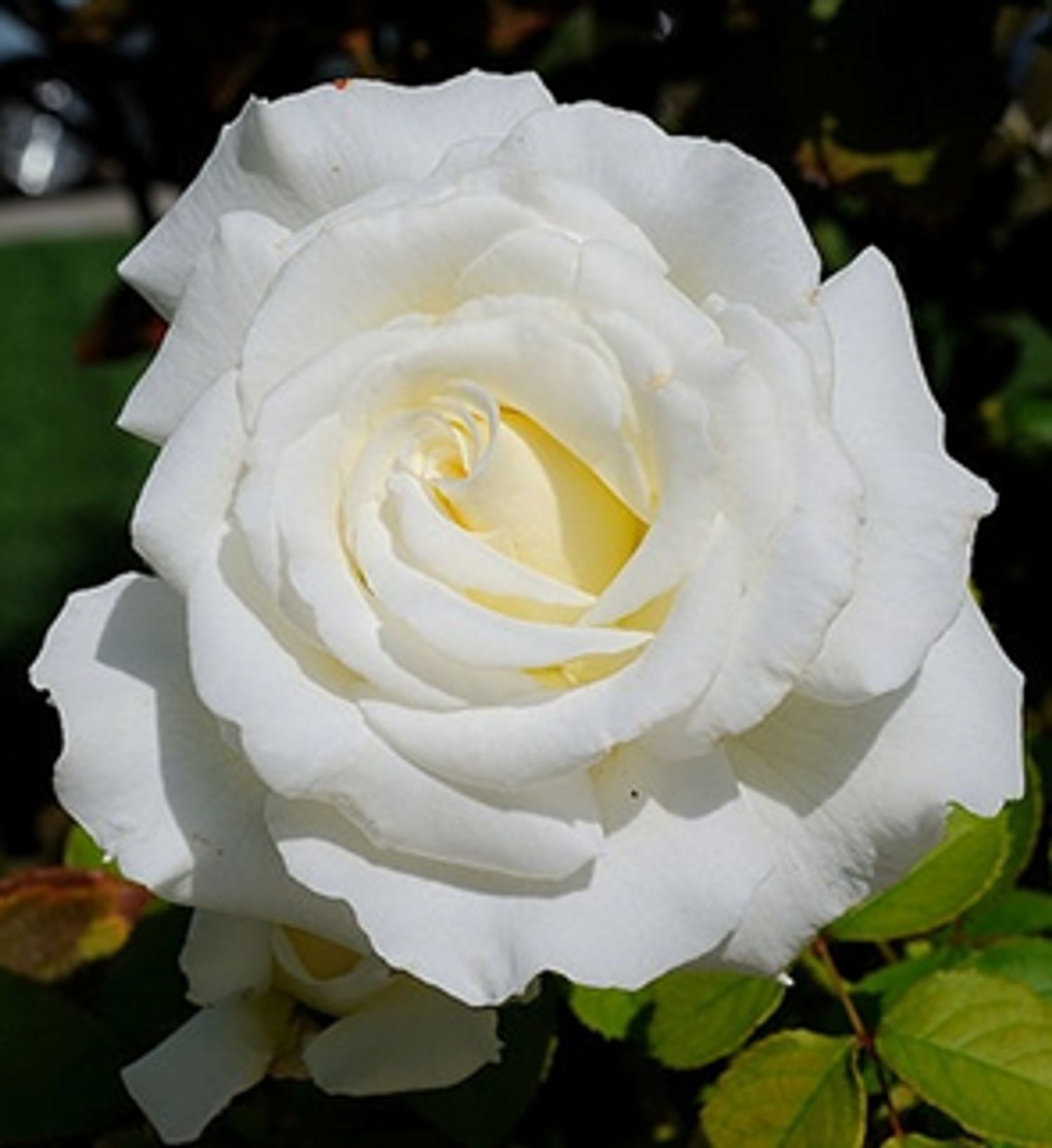 Pope John Paul II (5 Gallon)