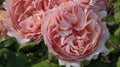 Princesse Charlene de Monaco® Rose (5 Gallon)