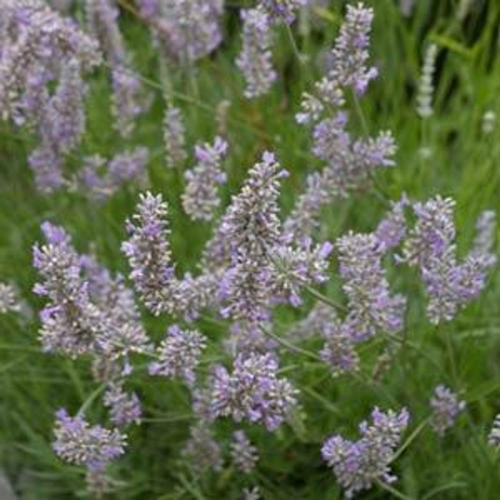 Lavender intermedia 'Provence'