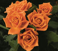 Pumpkin Patch™ Rose (5 Gallon)