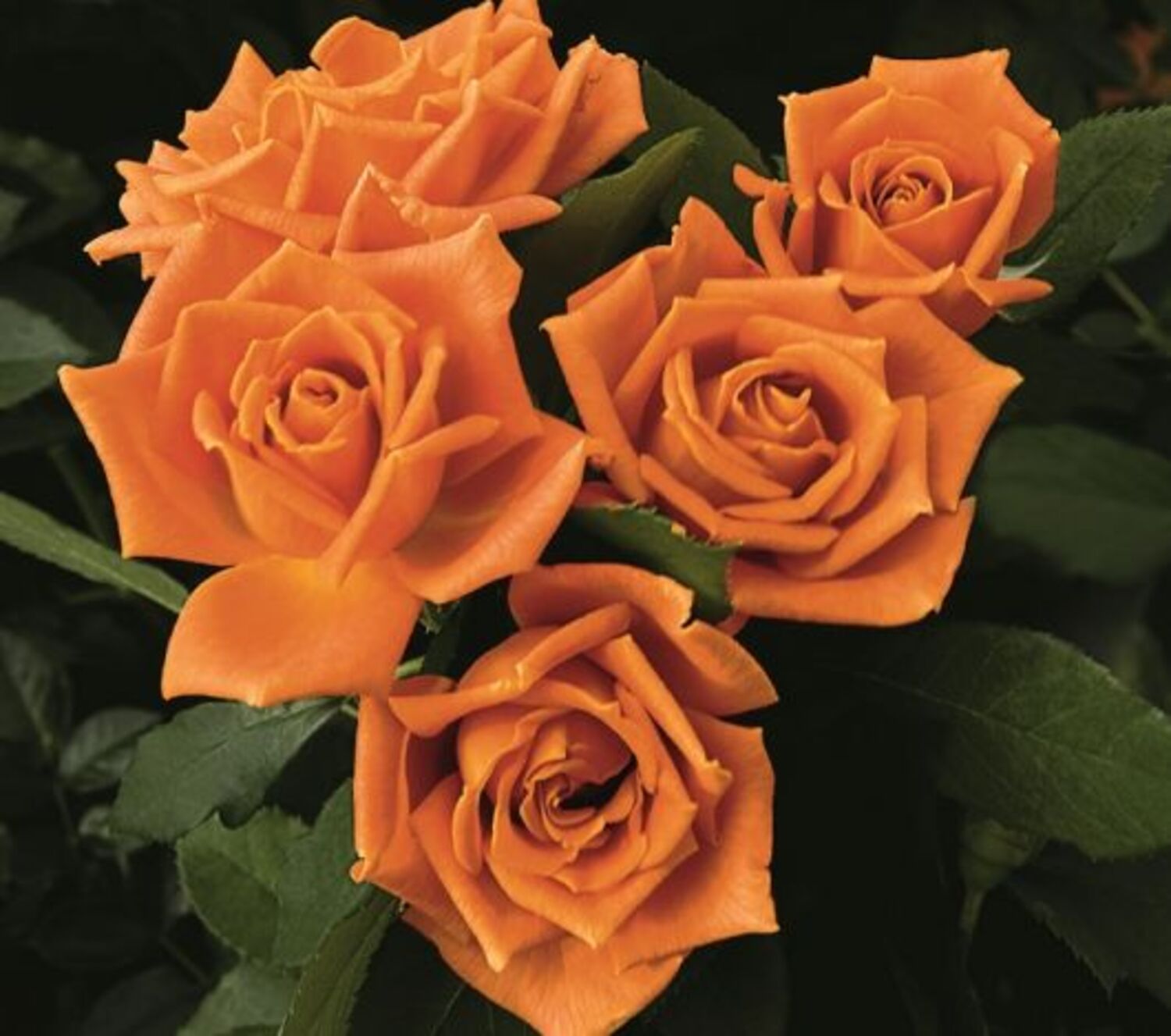 Pumpkin Patch™ Rose (5 Gallon)