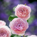 Queen of Sweden® English Rose (5 Gallon)