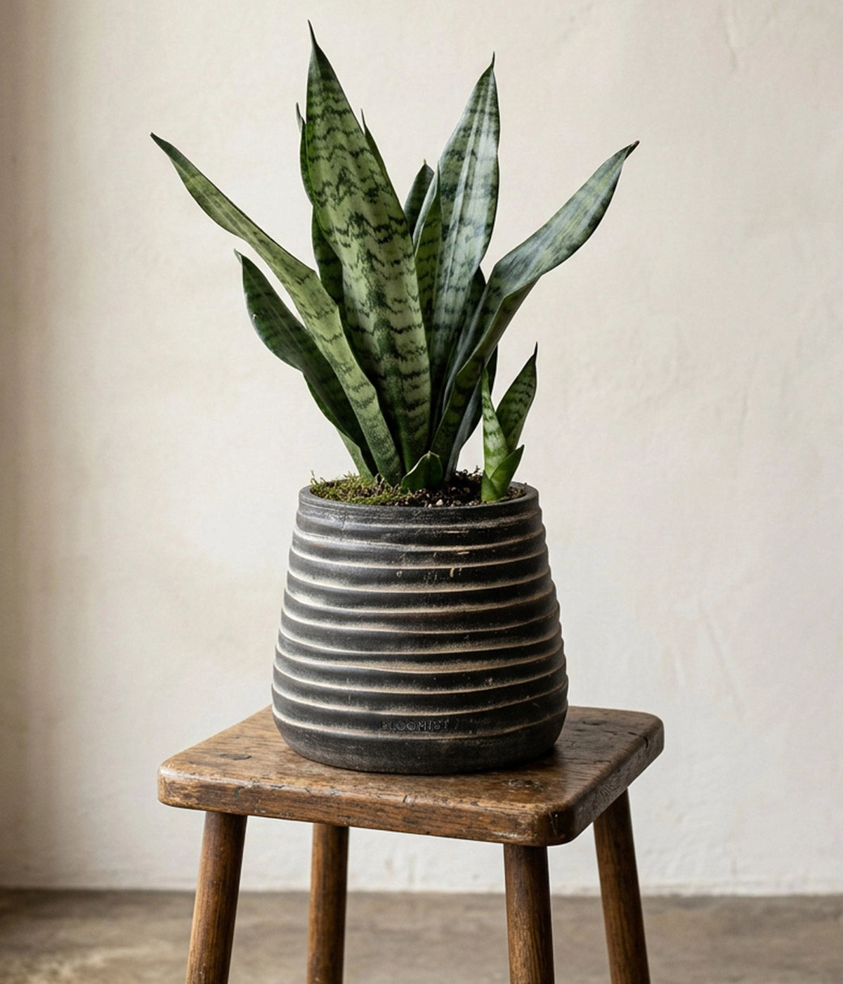 Ridge Terracotta Planter in Dark Charcoal Wash