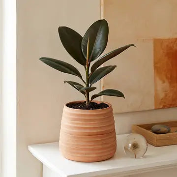 Ridge Terracotta Planter in White Wash