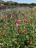 SALVIA microphylla 'Hot Lips'(1 Gallon)
