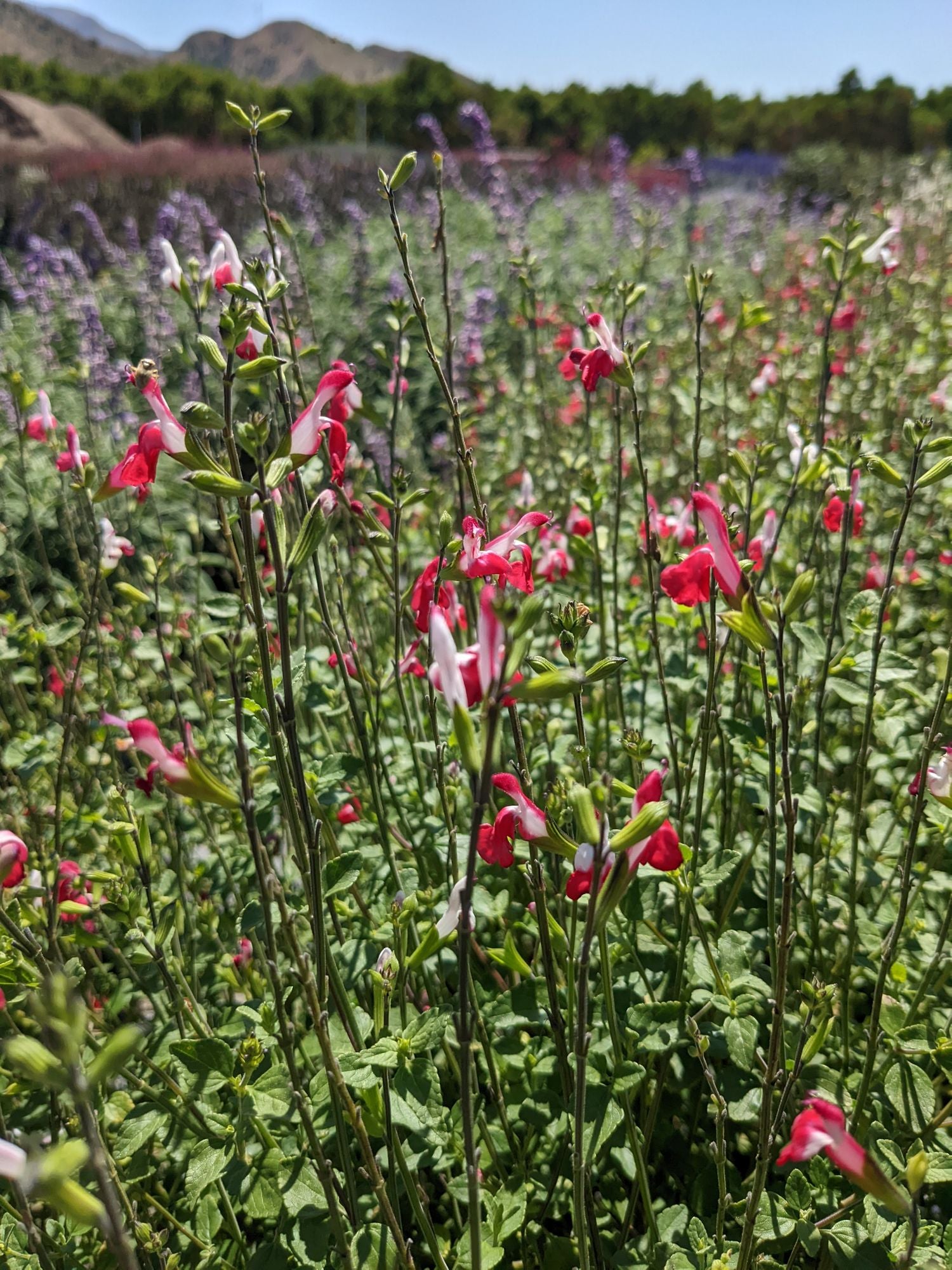 SALVIA microphylla 'Hot Lips'(1 Gallon)