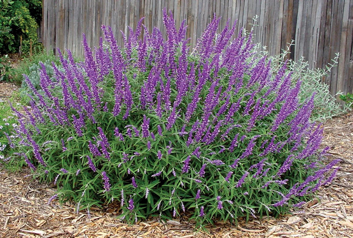 Salvia leucantha ‘Santa Barbara’ (1 & 5 Gallon)