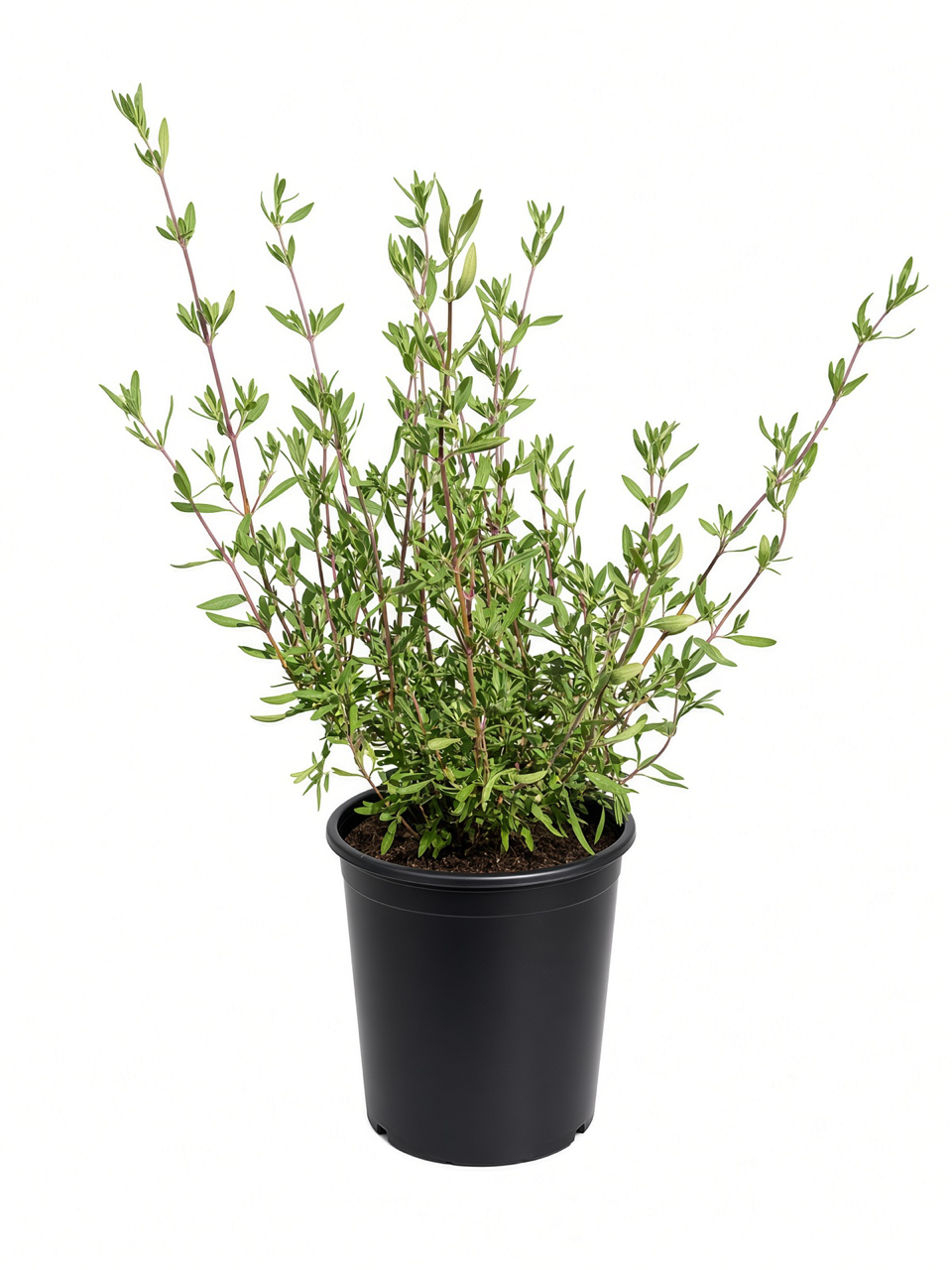 Salvia Clevelandii 'Winnifred Gilman' (5 Gallon) Sage