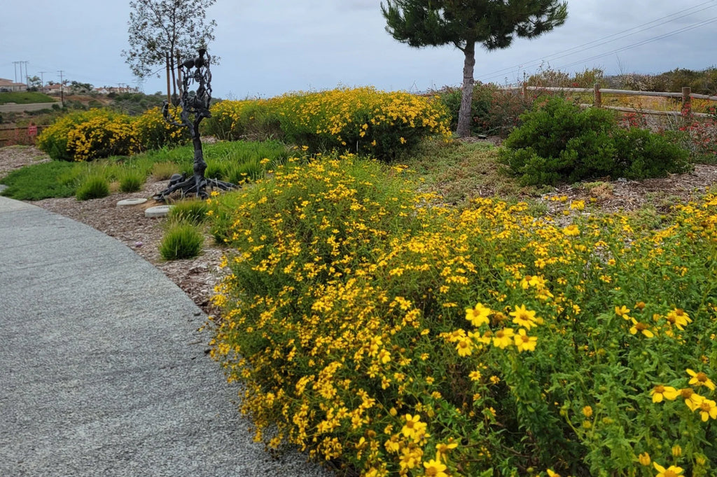 Bahiopsis Laciniata - San Diego Sunflower (1 Gallon)