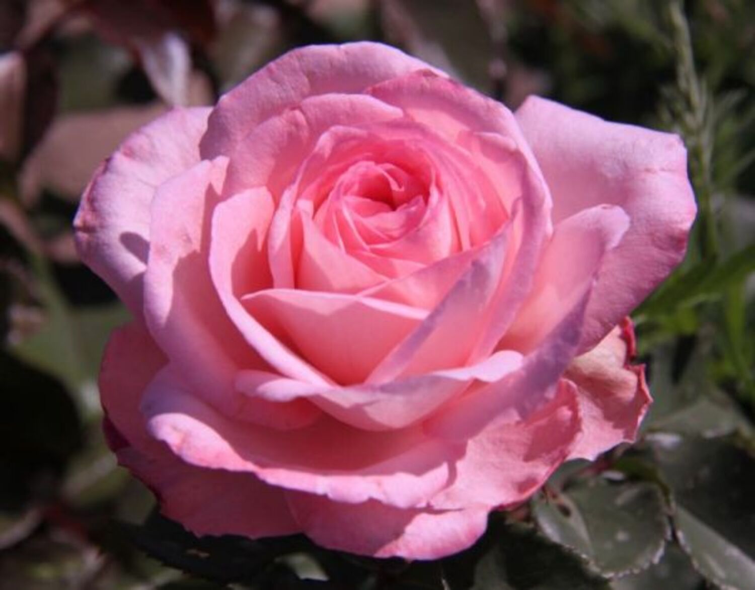Savannah™ Sunbelt® Rose (5 Gallon)