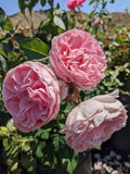 Scentuous® Rose (5 Gallon)