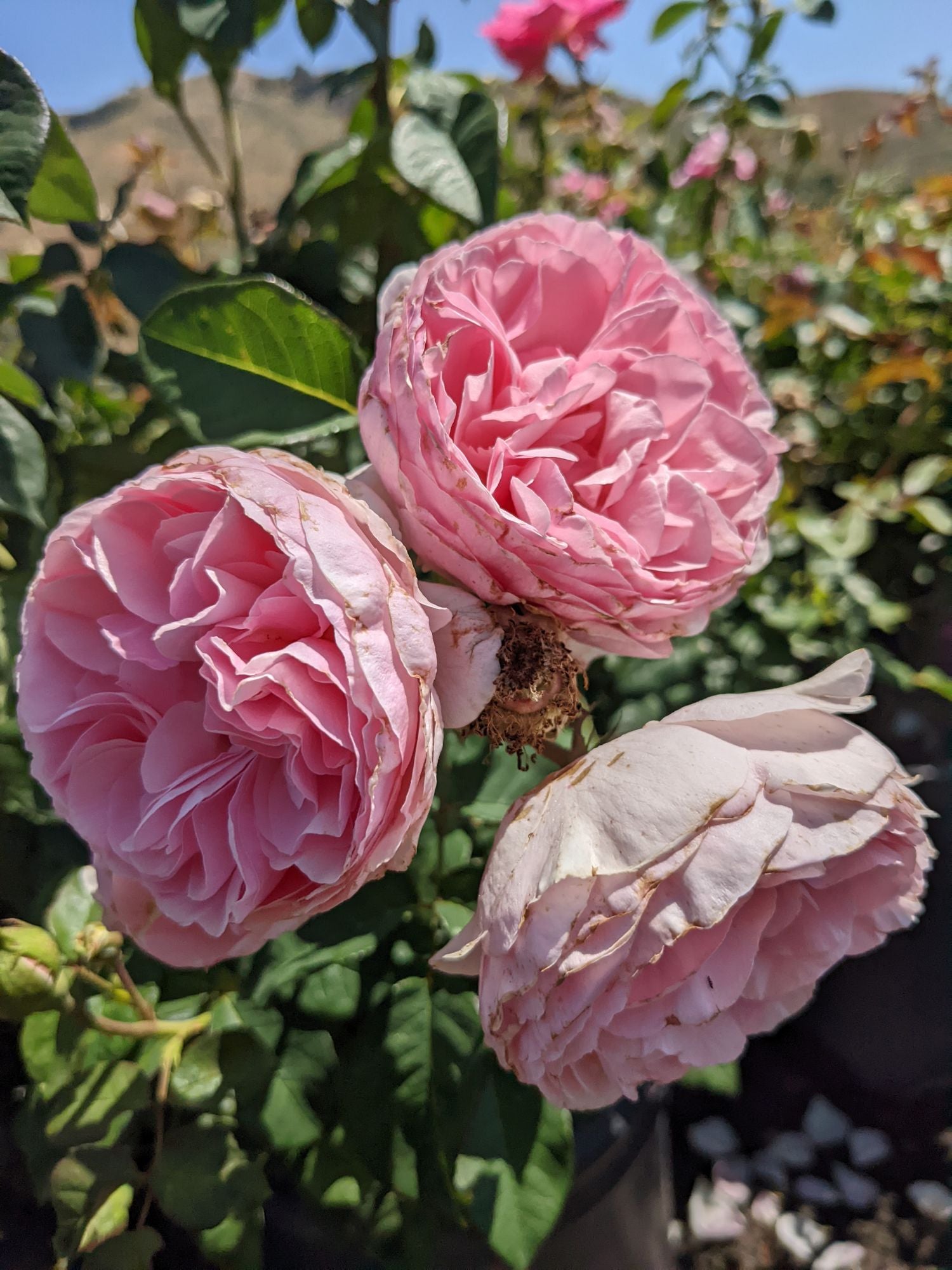 Scentuous® Rose (5 Gallon)