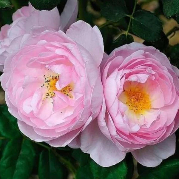 Scepter’d Isle® English Rose (2 Gallon)