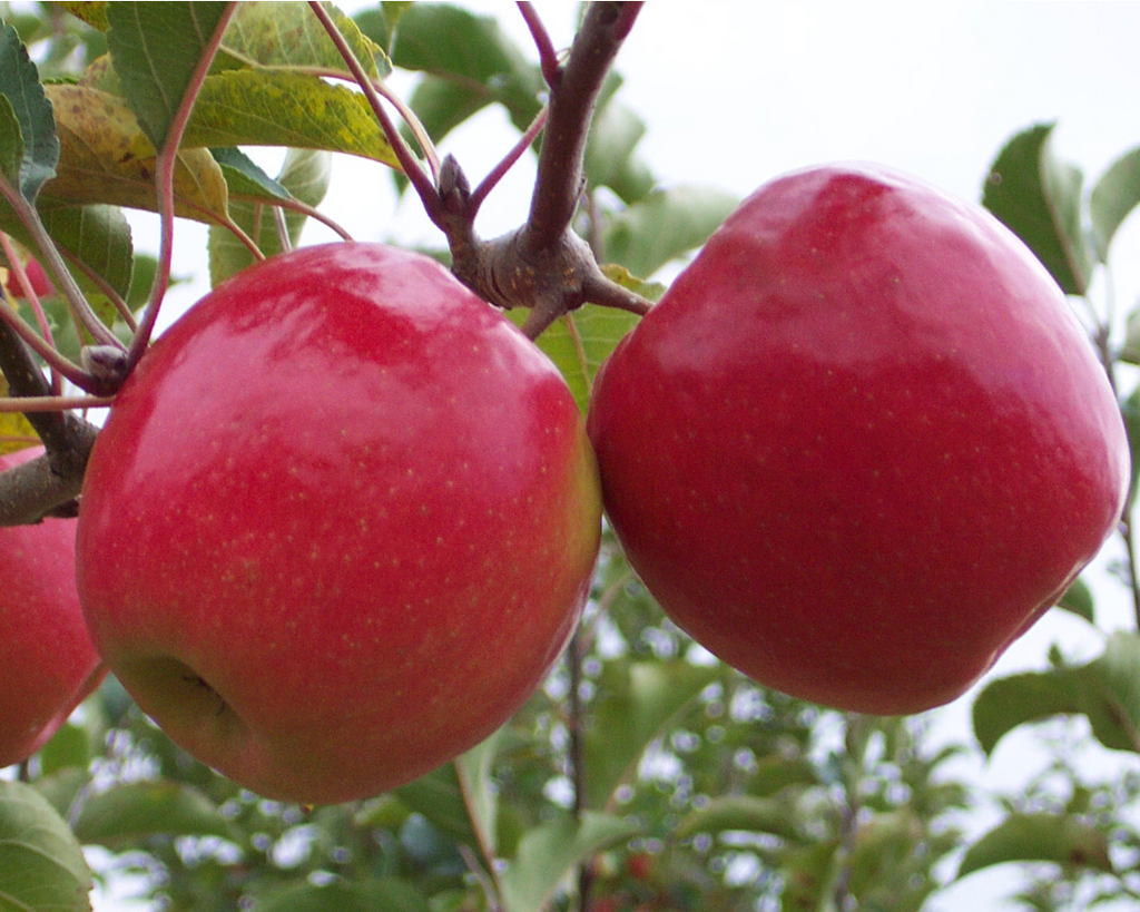 Pink Lady Apple Tree (5 Gallon)