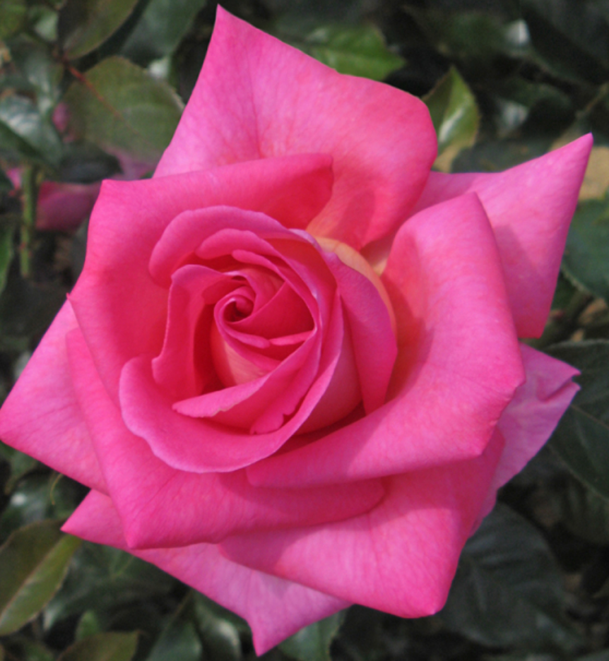 Barbra’s Baby™ Rose (5 Gallon)