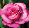 Barbra Streisand Rose (5 Gallon)