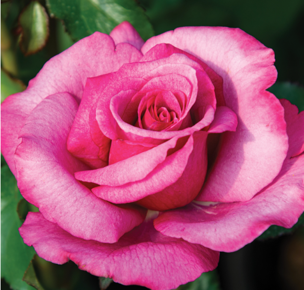 Barbra Streisand Rose (5 Gallon)