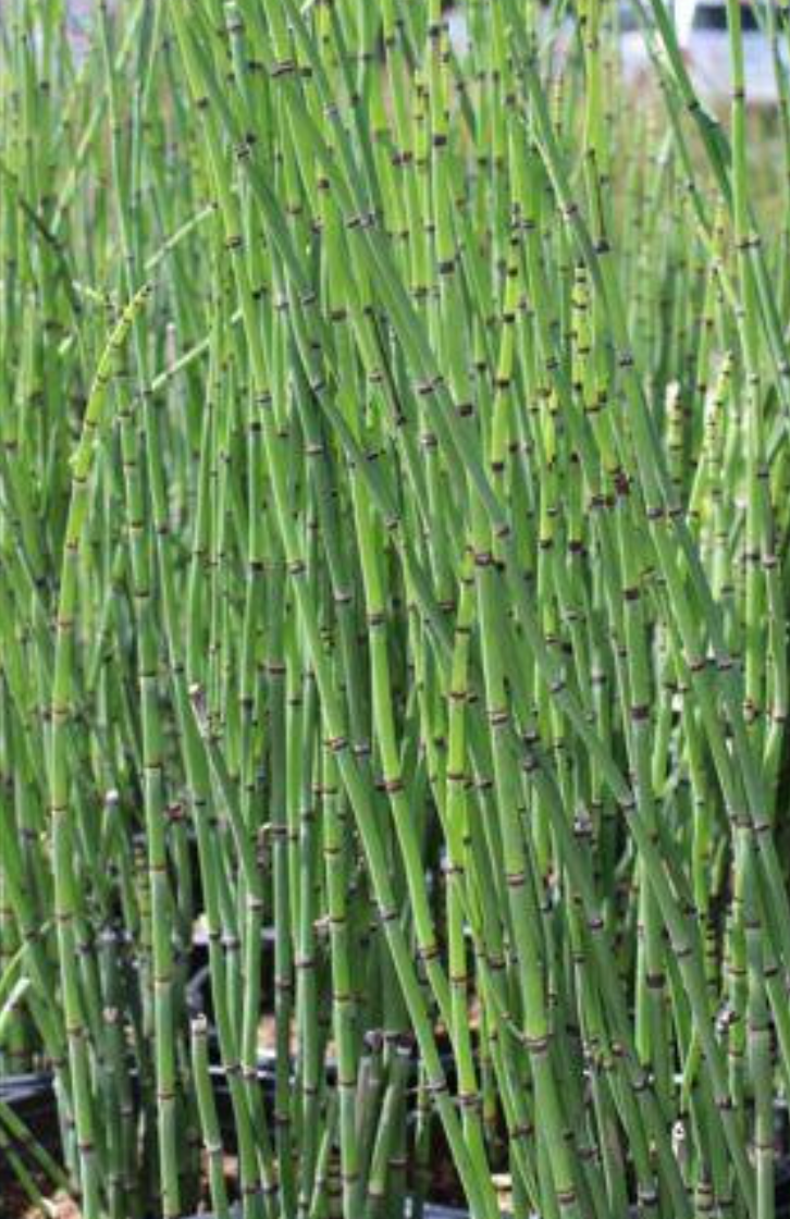 Horsetail Equisetum Hyemale (5 Gallon)